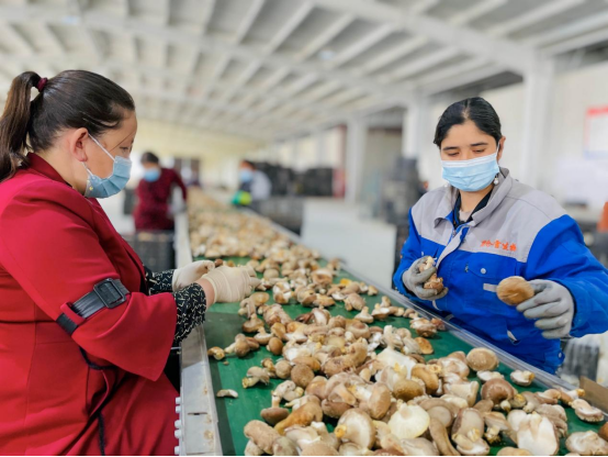 洛浦菌菇成长记(图4)