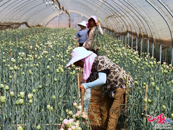 云南开远：坚持花卉全产业链发展 三年综合产值达60.34亿元(图4)