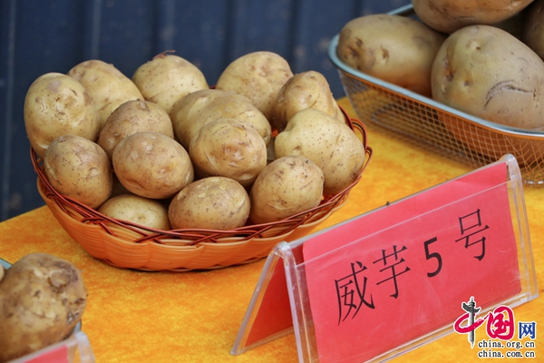 小土豆“解锁”寻甸村民乡村振兴“幸福密码”(图3)