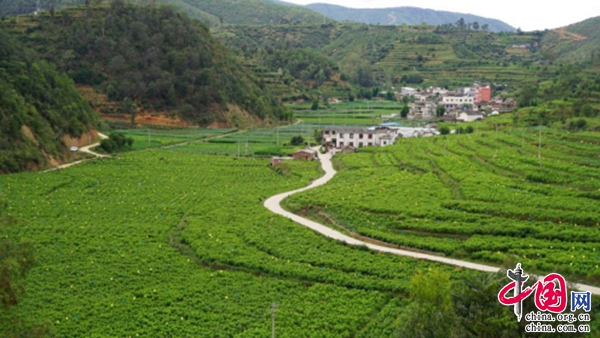 云南大姚：青山生“金”富山乡(图1)