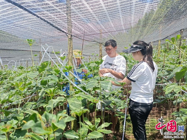 突破老地复种难关 云南文山市建成道地药材基地8.32万亩(图5)