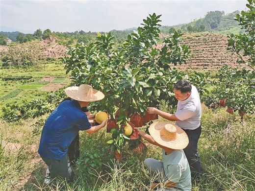 平南县大坡镇红心蜜柚成熟上市(图1)