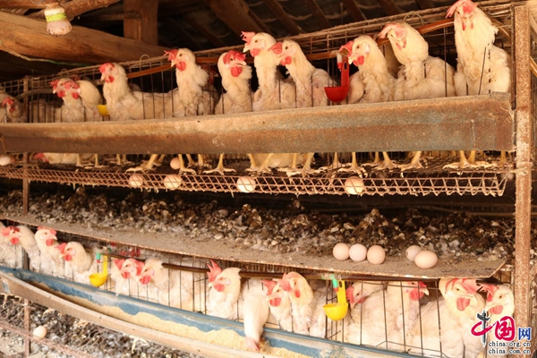 云南南华：蛋鸡养殖喜增收