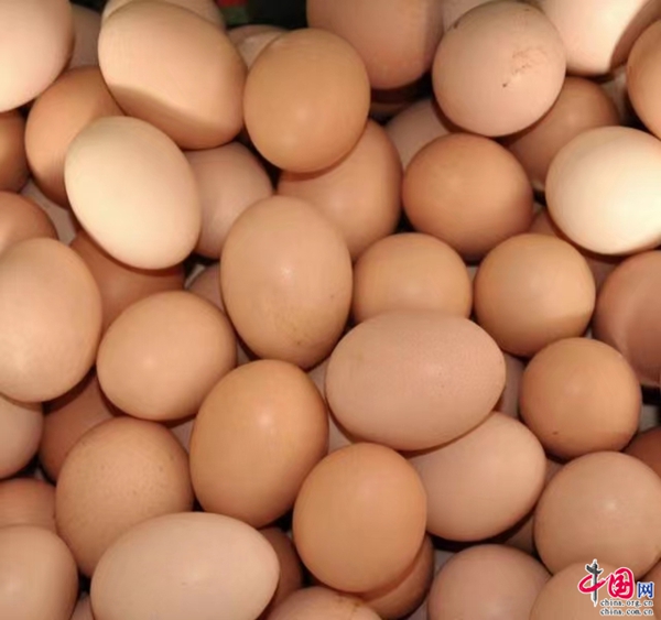 云南南华：蛋鸡养殖喜增收(图2)