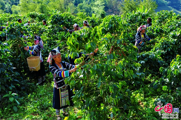 云南普洱成为中国咖啡种植面积最大产量最高品质最优的咖啡主产区(图1)