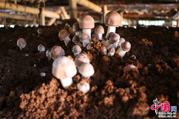 普洱思茅：“小蘑菇”撑起“致富伞”(图1)