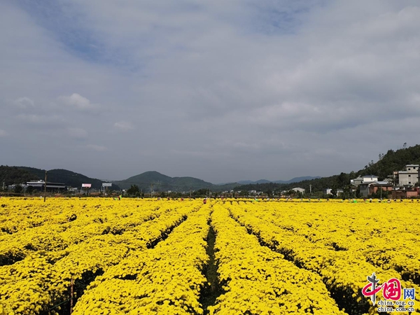 云南南华：菊花飘香采摘忙 铺就黄金致富路(图1)