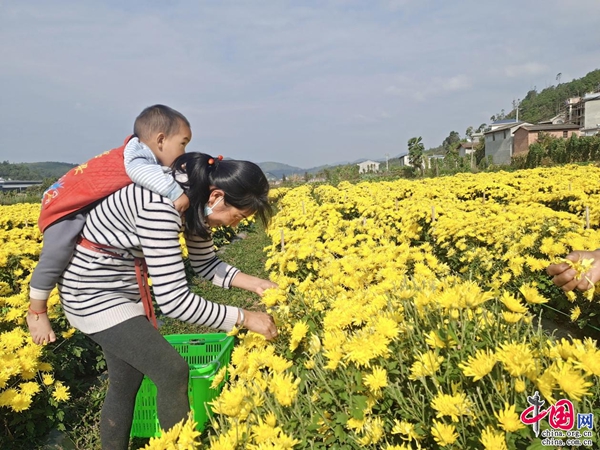 云南南华：菊花飘香采摘忙 铺就黄金致富路(图2)