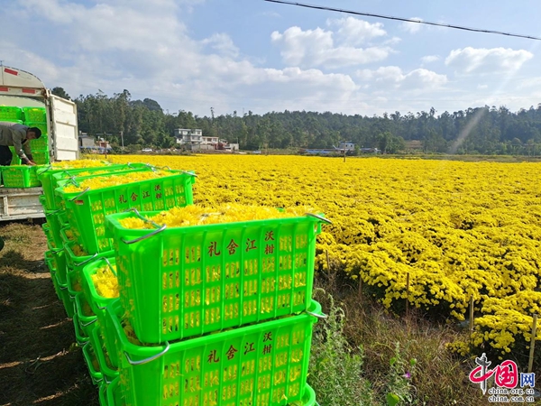 云南南华：菊花飘香采摘忙 铺就黄金致富路(图3)