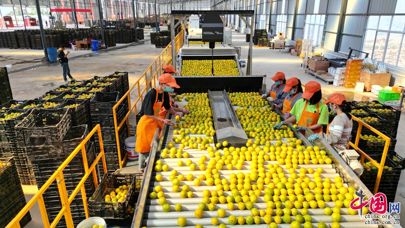 52万公斤玉溪新平冰糖橙集中销往全国各地(图1)