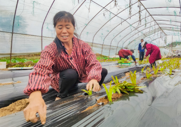 赣县区：打造粤港澳大湾区优质“菜篮子”(图2)