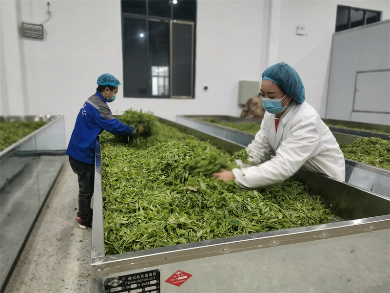 公安部推动普安茶产业成为富民强县的绿色生态产业(图4)