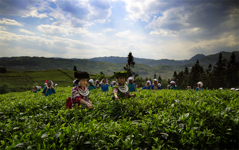 公安部推动普安茶产业成为富民强县的绿色生态产业(图1)