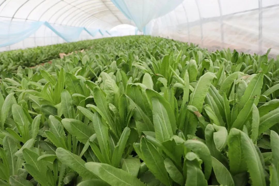 伽师县：种植反季节蔬菜 提高设施农业效益(图1)