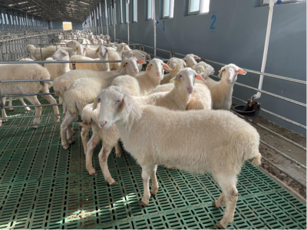 新疆阿克苏市：加快养殖现代化 用“科技”养出好羊(图1)