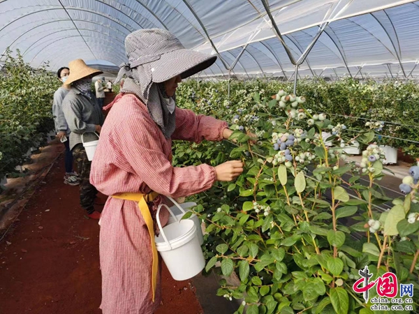红河州水果产量连续5年位居云南省第一(图3)