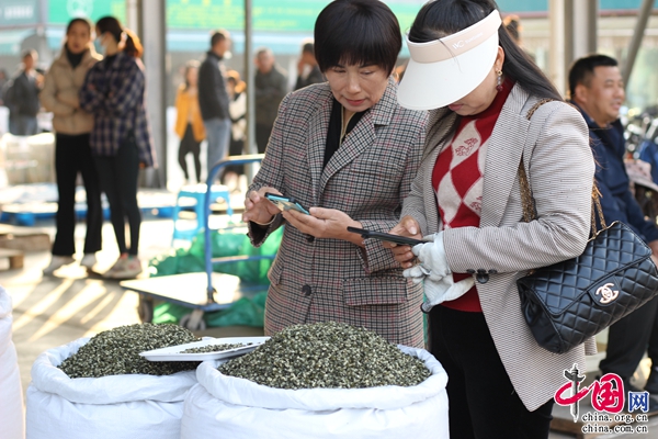 普洱首批春茶上市(图8)