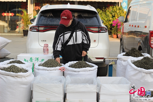 普洱首批春茶上市(图9)