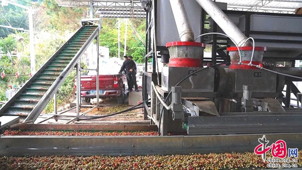 年产咖啡6000吨 产值5.3亿元 云南澜沧县咖啡产业高质量发展(图4)