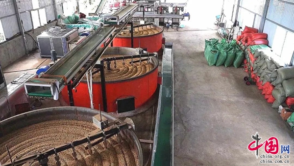 年产咖啡6000吨 产值5.3亿元 云南澜沧县咖啡产业高质量发展(图3)