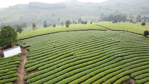 中国大叶白茶之乡景谷连续三年荣获“茶业百强县域”称号(图8)