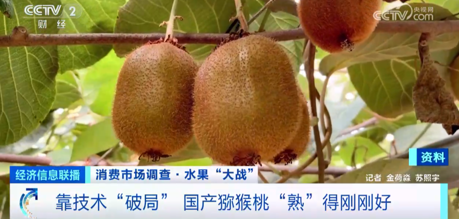 我国猕猴桃产量全球第一！凭实力“圈粉”，国产猕猴桃不输进口奇异果(图4)