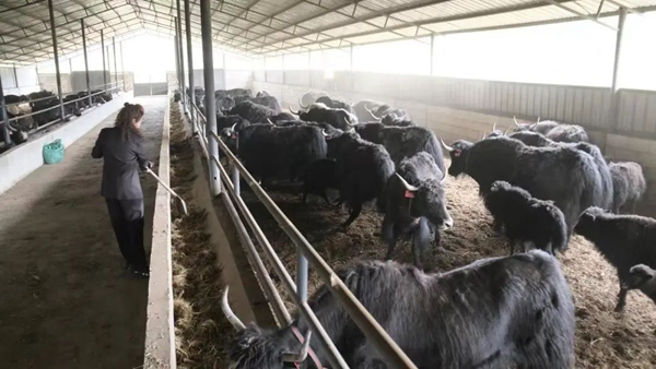 云南香格里拉市牦牛专业化养殖 跑出经济发展“加速度”(图1)