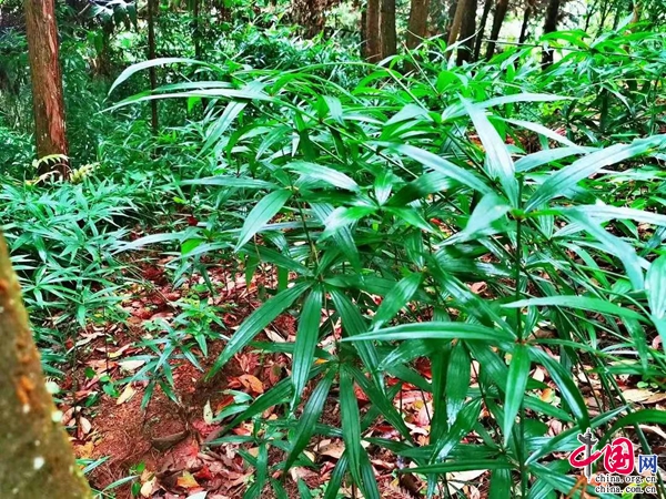 云南楚雄州双柏县：林下种药材 林上采野菜(图4)