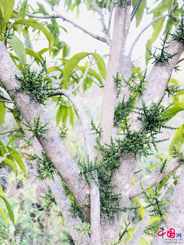 云南楚雄州双柏县：林下种药材 林上采野菜(图2)