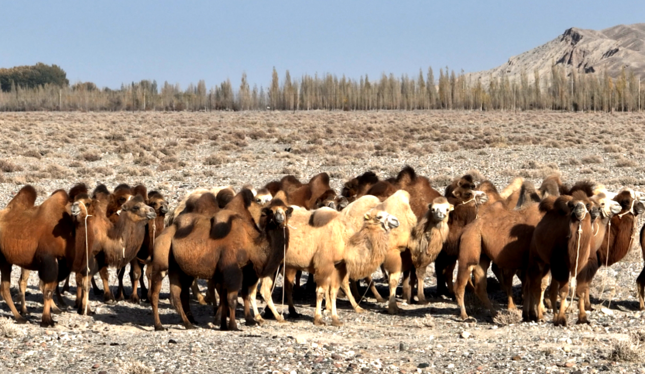新疆温宿：“沙漠之舟”“驮载”起牧民好日子