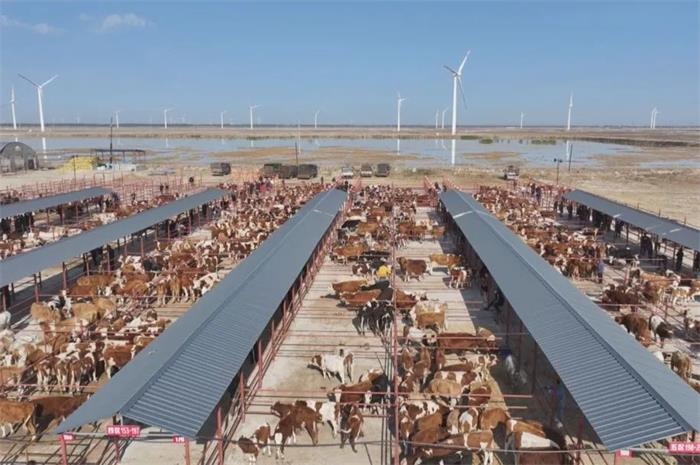 乾安：推动肉牛和肉羊产业做大做强