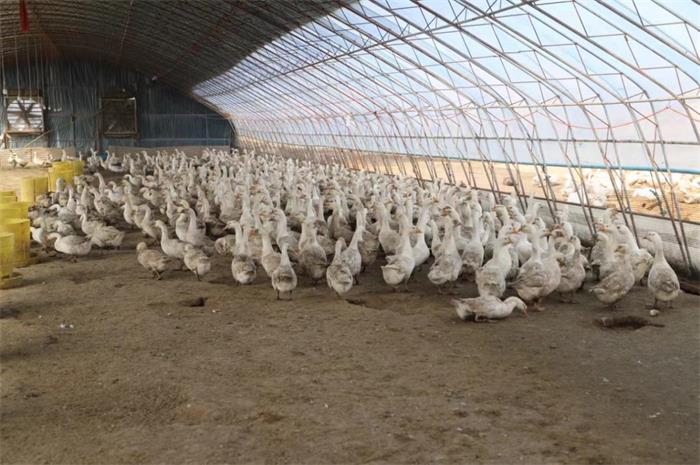 舒兰市白旗镇发展特色蛋鹅养殖壮大村级集体经济(图1)