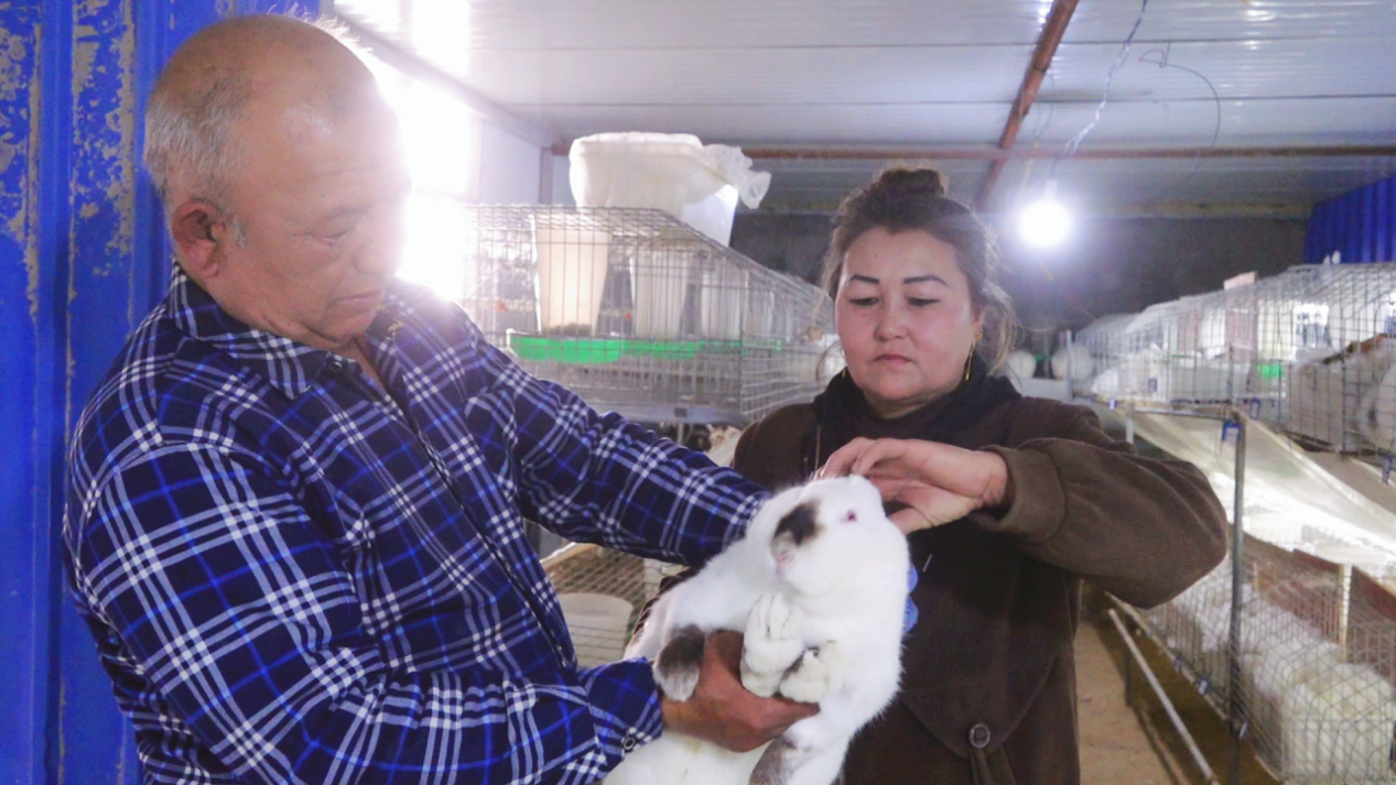 民丰县：小兔子“蹦出”乡村致富特色产业