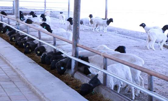 村民特色羊养殖铺就增收致富路